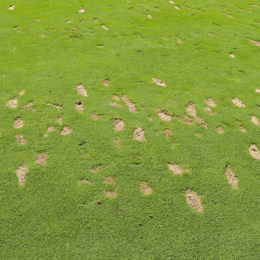 Course Conditions - USGA Green Section JULY NEWSLETTER