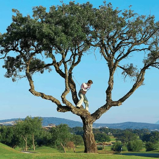 golfer-in-tree Rules - JULY NEWSLETTER
